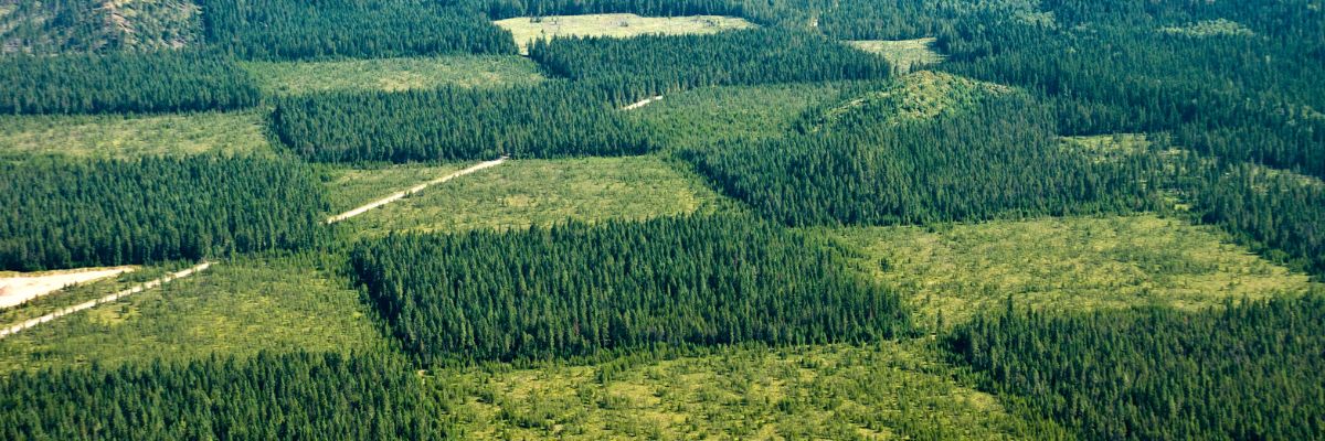 The Future of Forestry: Revolutionizing Forest Management with Innovative Solutions